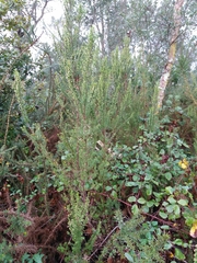 Erica lusitanica