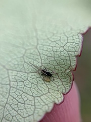 Eucallipterus tiliae