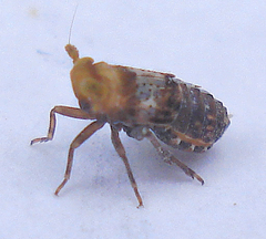 Conomelus anceps
