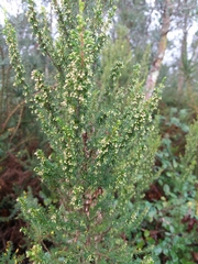 Erica lusitanica