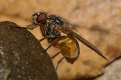 Phaonia rufiventris