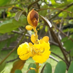 Senna reticulata