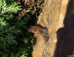 Gallotia stehlini