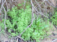 Galium aparine