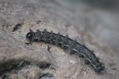 Hemileuca rubridorsa