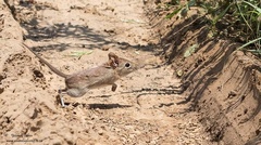 Elephantulus edwardii