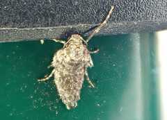 Operophtera brumata