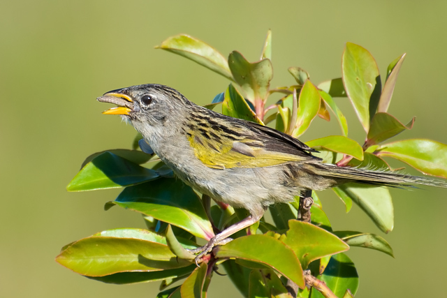 Lesser Grass-Finch