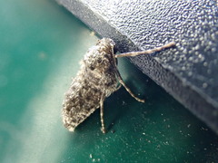 Operophtera brumata