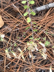 Sericocarpus tortifolius