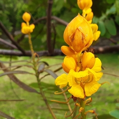 Senna reticulata