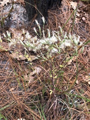 Sericocarpus tortifolius