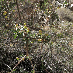Peraphyllum ramosissimum