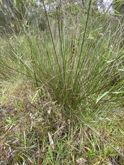 Schoenus brevifolius