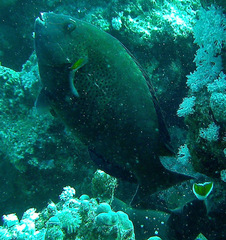 Calotomus viridescens