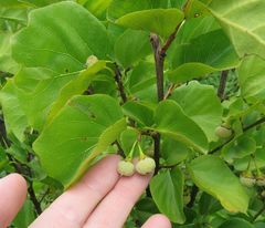 Styrax platanifolius platanifolius