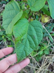 Catalpa bignonioides