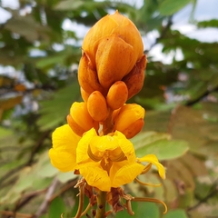 Senna reticulata