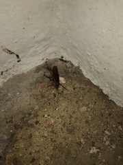 Periplaneta americana