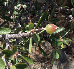 Peraphyllum ramosissimum