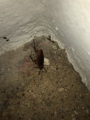 Periplaneta americana