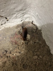 Periplaneta americana