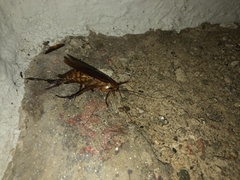 Periplaneta americana