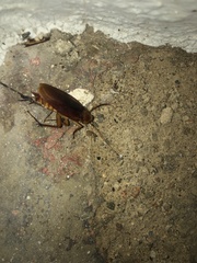 Periplaneta americana