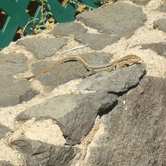 Gallotia galloti