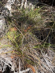 Carex mendocinensis