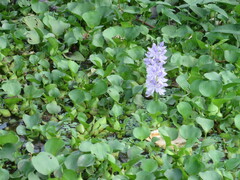 Pontederia crassipes