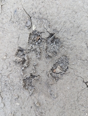 Canis latrans