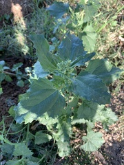 Chenopodiastrum murale