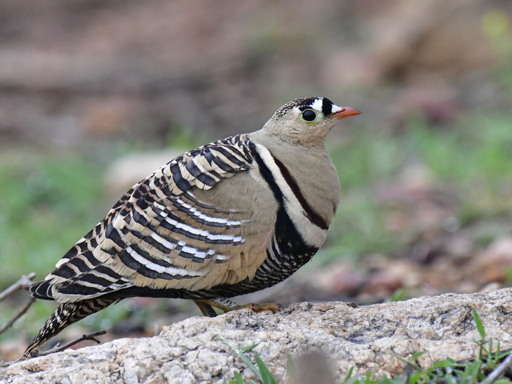 Painted Sandgrouse photo