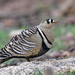 Painted Sandgrouse - Photo (c) Sharma BC, some rights reserved (CC BY-NC), uploaded by Sharma BC