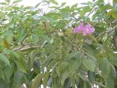 Tabebuia rosea
