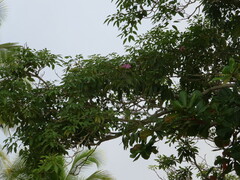 Tabebuia rosea