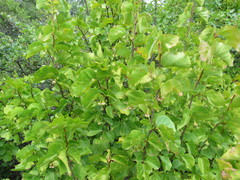 Styrax platanifolius platanifolius