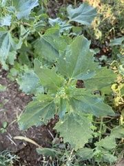 Chenopodiastrum murale