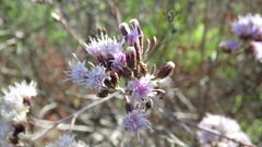 Vernonanthura squamulosa