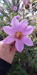 Dahlia imperialis