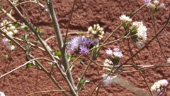 Vernonanthura squamulosa