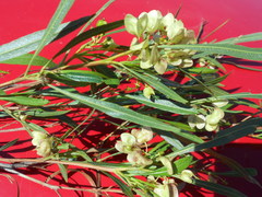 Dodonaea viscosa viscosa