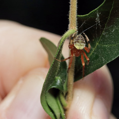Araneus thaddeus