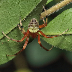 Araneus thaddeus