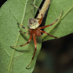 Araneus thaddeus