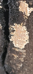 Corticium roseum