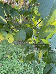 Koelreuteria paniculata