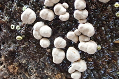 Xylobolus frustulatus