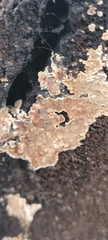 Corticium roseum